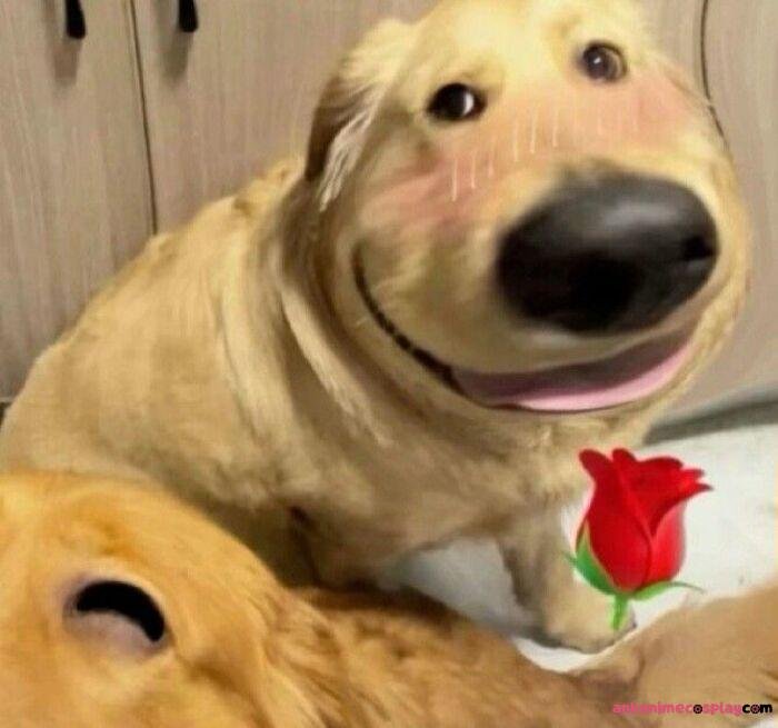 hình ảnh meme chó bựa hài